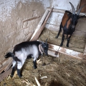 Vînd 2 ieduțe și o capră 