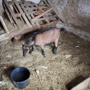 Vînd 2 ieduțe și o capră  - imagine 4