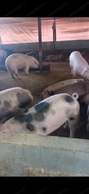 Vând porci între 100-120 kg  - imagine 2