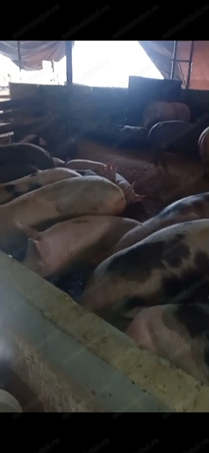 Vând porci între 100-120 kg  - imagine 3