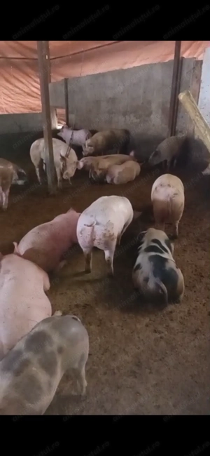 Vând porci între 80-120 kg 