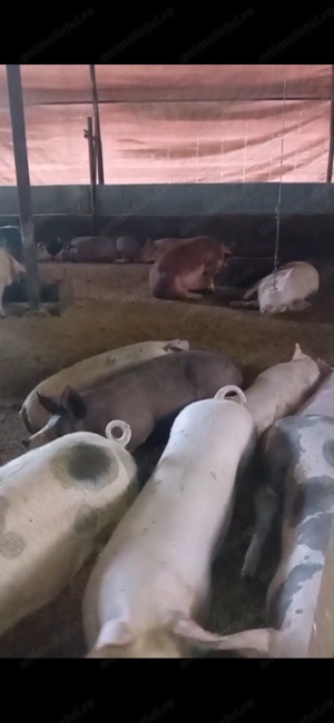 Vând porci între 100-120 kg  - imagine 4