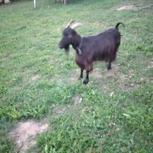Vînd 2 ieduțe și o capră  - imagine 5