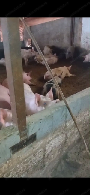 Vând porci între 100-120 kg  - imagine 5