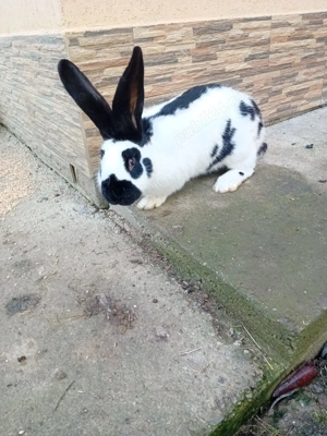 Vînd un mascul rasa fluture german de 5 luni  - imagine 3