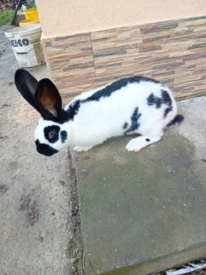 Vînd un mascul rasa fluture german de 5 luni  - imagine 4