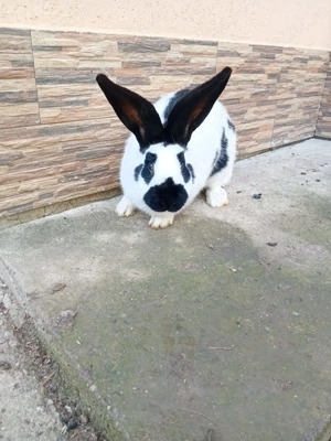 Vînd un mascul rasa fluture german de 5 luni  - imagine 5