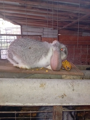 Vînd Femelă și mascul rasă berbec german 