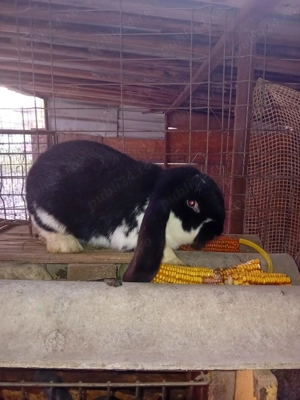 Vînd Femelă și mascul rasă berbec german  - imagine 4