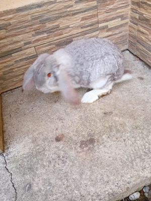 Vînd Femelă și mascul rasă berbec german  - imagine 2