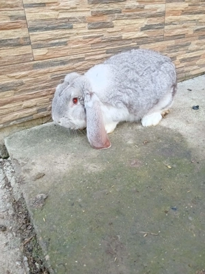 Vînd Femelă și mascul rasă berbec german  - imagine 3