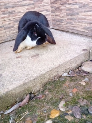 Vînd Femelă și mascul rasă berbec german  - imagine 5