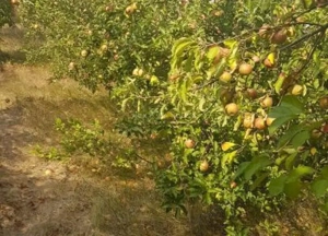 Teren la 35 km de Bucuresti - Izvorani - Ciolpani - imagine 3