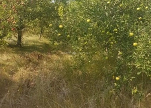 Teren la 35 km de Bucuresti - Izvorani - Ciolpani - imagine 6