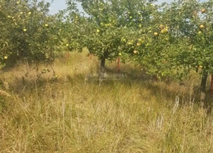 Teren la 35 km de Bucuresti - Izvorani - Ciolpani - imagine 16