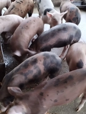 Purcei de vânzare crescuți natural 550 lei  bucata - imagine 2