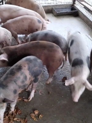 Purcei de vânzare crescuți natural 550 lei  bucata - imagine 3