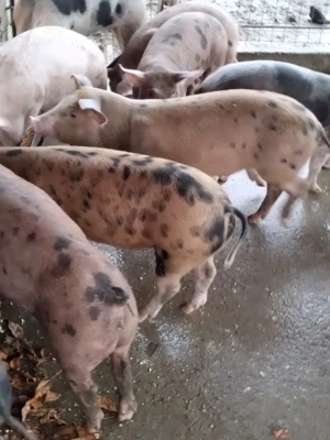 Purcei de vânzare crescuți natural 550 lei  bucata - imagine 4