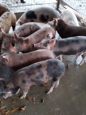 Purcei de vânzare crescuți natural 550 lei  bucata - imagine 5