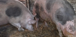 Porci de talie mare - imagine 2