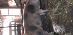 Porci de talie mare - imagine 3