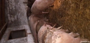 Porci de talie mare - imagine 5