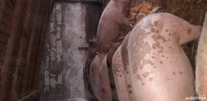 Porci de talie mare - imagine 4