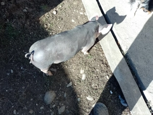 vand grasuni,pietrean 4 luni - imagine 2