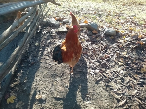 Vana cocosi de țară de anul acesta 50, 60 Ron bucata. - imagine 3