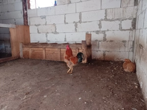 Vana cocosi de țară de anul acesta 50, 60 Ron bucata.