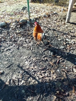 Vana cocosi de țară de anul acesta 50, 60 Ron bucata. - imagine 4