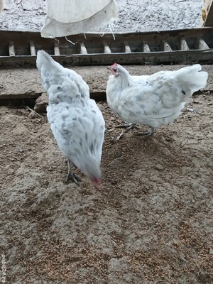 gaini rasă austrolop  - imagine 3