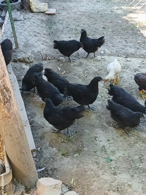 gaini rasă austrolop  - imagine 4