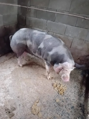 Vând scrofița. Preț convenabil