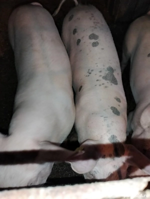 vând șoldani  - imagine 3