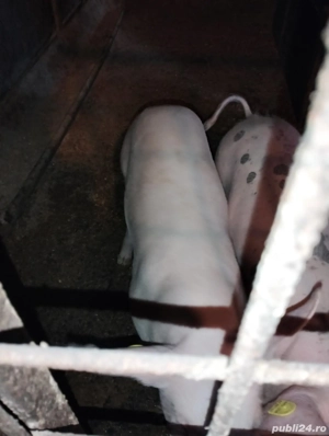 vând șoldani  - imagine 4