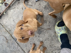 Vijla maghiara. Disponibili 3 baieti si 3 fete