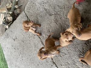 Vijla maghiara. Disponibili 2 baieti si 3 fete - imagine 4