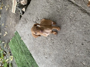 Vijla maghiara. Disponibili 2 baieti si 3 fete