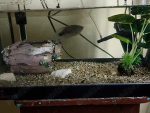 Acvariu de pesti cu toate accesorile cu care la cumparat - imagine 5