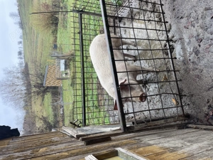 Porc de vânzare crescut cu mălai și zer - imagine 2