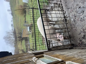 Porc de vânzare crescut cu mălai și zer