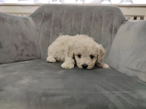 Vând cățeluși drăgălași iubitorilor de animăluțe (Bichon+ Maltipoo) - imagine 3