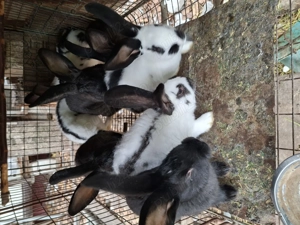 De vânzare  - imagine 2