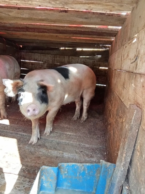 Vând porci Mai multe detalii la tel sau in privat porci au 130Kg și 150Kg - imagine 2