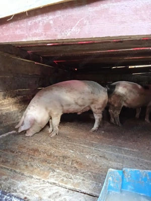 Vând porci Mai multe detalii la tel sau in privat porci au 130Kg și 150Kg - imagine 4