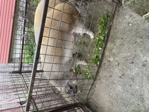 Porc de vânzare 17lei kg - imagine 2