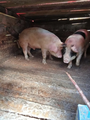 Vând porci Mai multe detalii la tel sau in privat porci au 130Kg și 150Kg