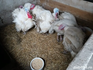 Vand curcani  - imagine 3