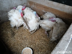 Vand curcani  - imagine 4